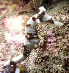 タツ
