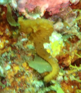 タツ